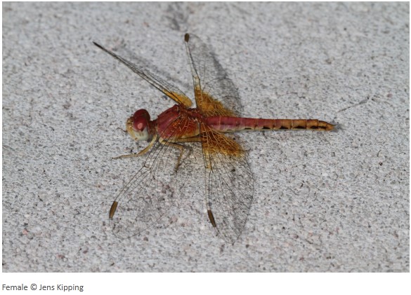Crocothemis brevistigma Spotted Scarlet