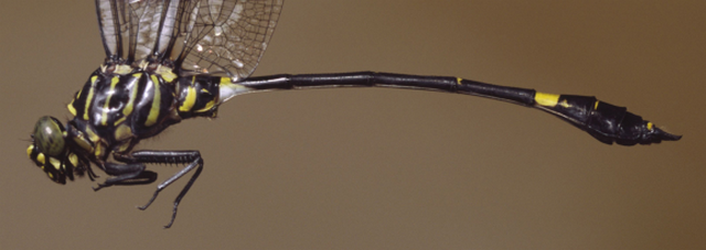Gomphidia bredoi Northern Fingertail KD Dijkstra Gomphidae1