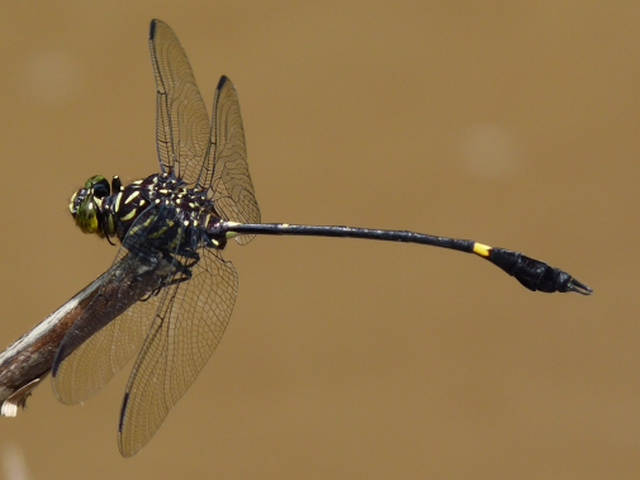 Gomphidia gamblesi Western Fingertail Nicolas Meziere1