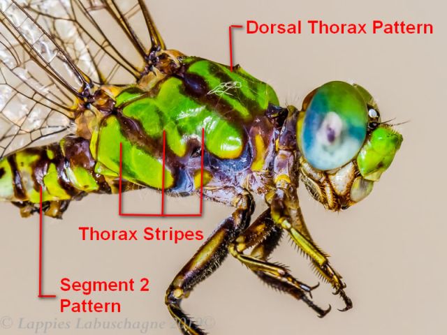 Annotated sketch indicating important Thorax Markings Thorax Markings
