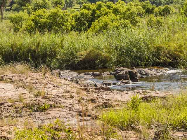 Habitat. Flowing river. Reeds. Pools and rapids with open and submerged rocks River Reed Rapid Leselo Lodge LP RSA Oct 2020r 2