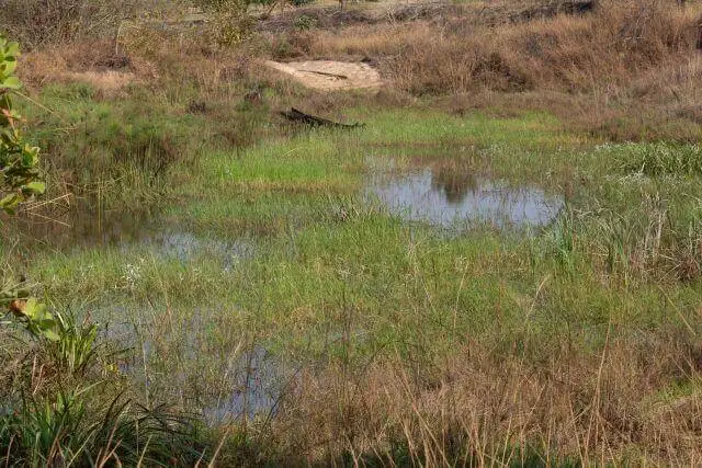 Habitat Habitat slender Bluet