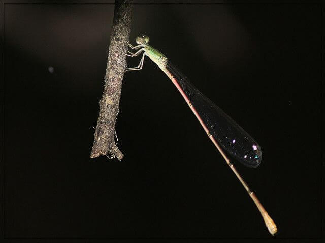 101 002 Aciagrion gracile Gracefull Slim Tshipise March 2012 11