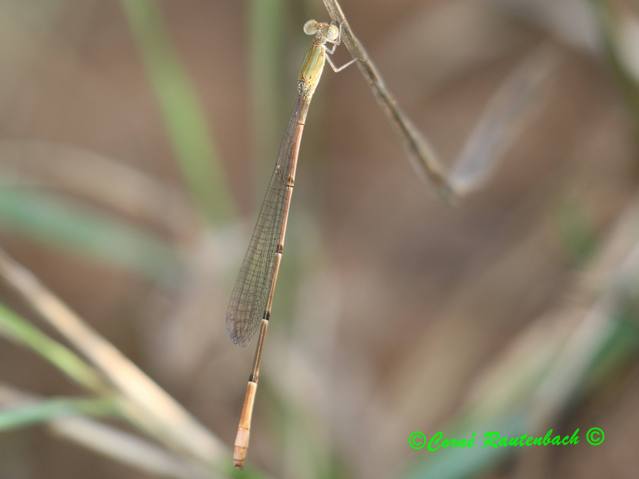 Gracefull Slim, Aciagrion gracile, Female 107 003 Aciagrion gracile Gracefull Slim r