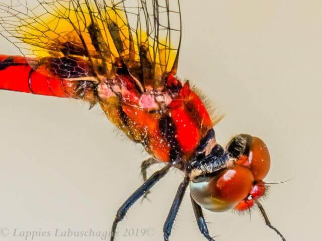 Aethriamanta rezia Pygmy Basker Male Bang Neck KZN RSA Mch 2019