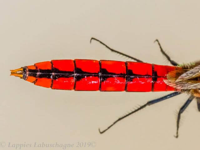 Aethriamanta rezia Pygmy Basker Male Bang Neck KZN RSA Mch 2019
