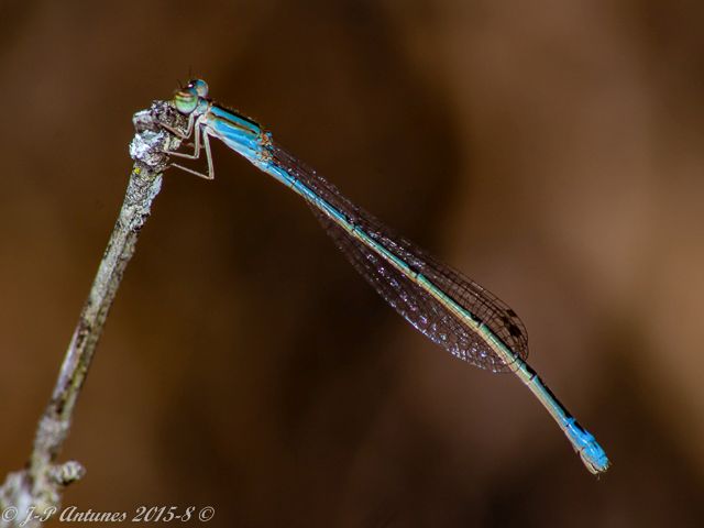 Slender Bluet (Africallagma fractum), Female 107 531 Skender Bluet Witrivier MP RSA Aug 2018 6