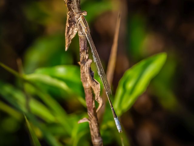 Slender Bluet (Africallagma fractum), Young Male 107 536 Skender Bluet Witrivier Young Male MP RSA Aug 2018 2