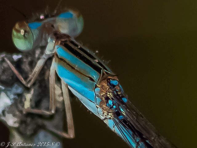 Africallagma fractum, Slender Bluet. Female 107 001 Skender Bluet Witrivier MP RSA Aug 2018 4