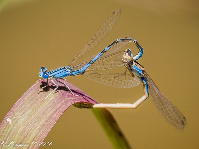 Sapphire Bluet, Africallagma sapphirinum, Mating Pair 100 007 Africallagma sapphirinum Sapphire Bluet Pair Kloofzight Nov 2015 r