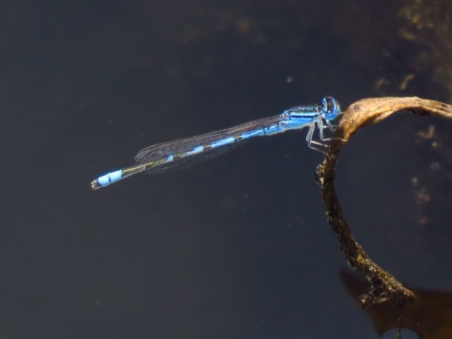 Africallagma sapphirinum. Sapphire Bluet 109 503 20180115110915 01