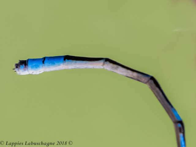 1 1302 Africallagma sapphirinum Sapphire Bluet Male Close up Magaliesburg NWP RSA Mch 2017r 8