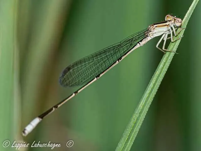 Africallagma sinuatum, Peak Bluet, Young Male 1 1322 Africallagma sinuatum Peak Bluet F Mch 2024r 11