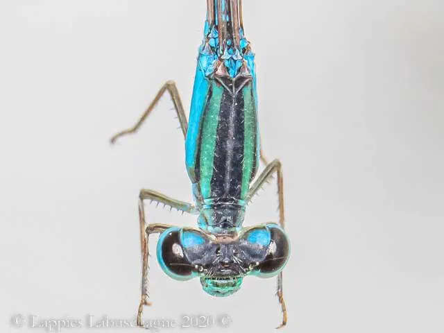 Africallagma sinuatum Peak Bluet Male 1 1364 Africallagma sinuatum Peak Bluet Male Close Monks Jan 2020r 27