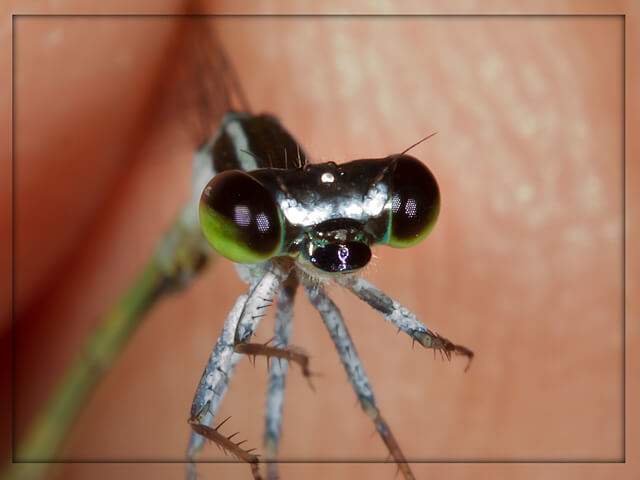 101 129 Agriocnemis falcifera White masked Wisp Male Tzaneen LP RSA Jan 2016 1
