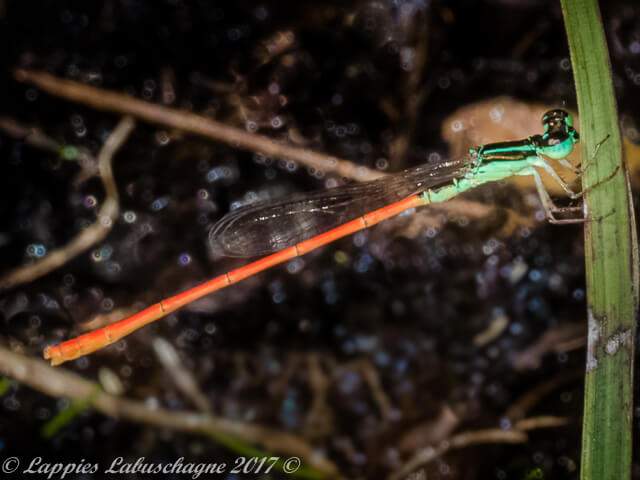100 514 Wisp Male Kozi Bay KZN Mch 2017r 1
