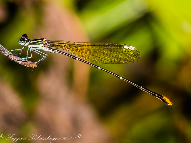 Allocnemis leucosticta Goldtail Male 100 269 Allocnemis leucosticta Goldtail Male Laduma LP RSA Dec 2018r 8