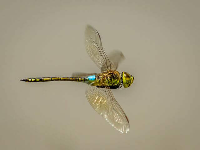 Anax Ephippiger, Vagrant Emperor, Male 102 572 in vlug 4