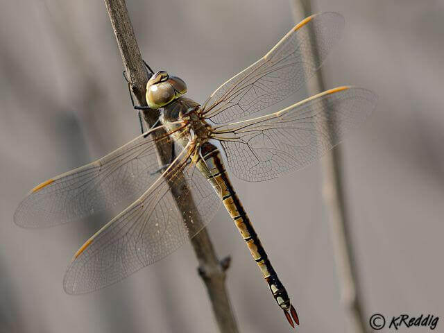 Vagrant Emperor (Anax ephippiger) Female 119 532A Vagrant emperor female I5A8024
