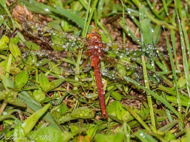 107 526 Orange Emperor Female Port Elizabeth EC RSA Jan 2018 1