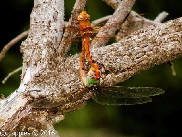 Orange Emperor, Anax speratus, Maying Pair Tandem