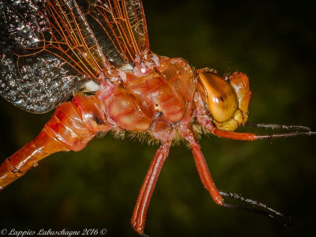 Anax speratus Orange Emperor Male 100 1836 Anax speratus Orange Emperor Male MP RSA Nov 2016r 1