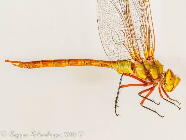 Anax_speratus_Orange_Emperor Male 100 1836 Anax speratus Orange Emperor Male Close up MP RSA Sep 2018r 2
