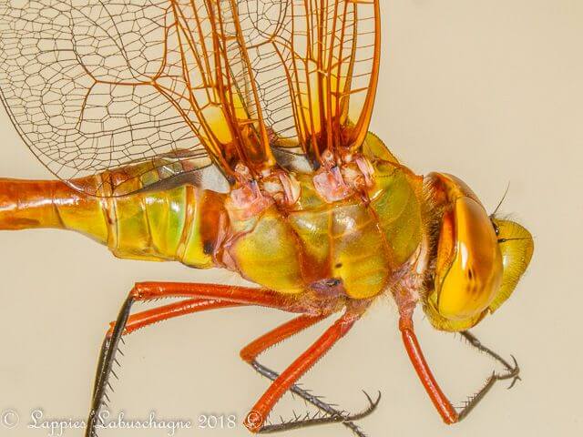 100 1837  Male Close up MP RSA Sep 2018r 7