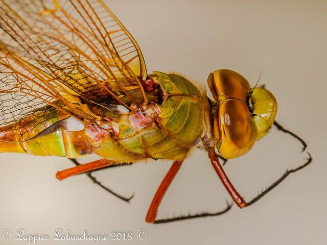 100 1838 Anax speratus Orange Emperor Male Close up MP RSA Sep 2018r 8