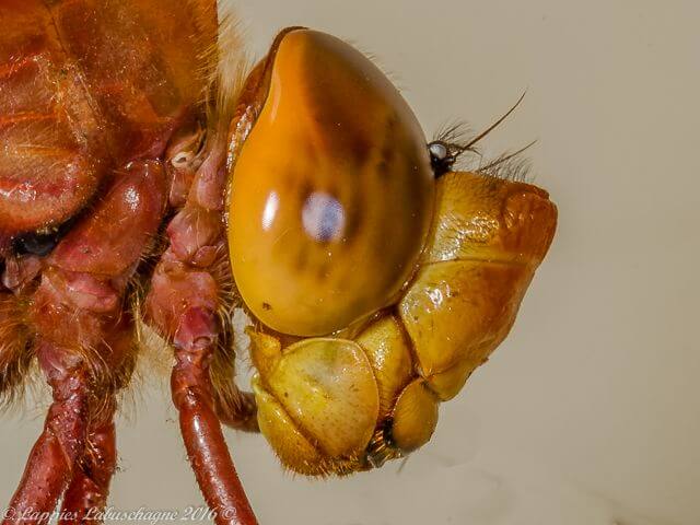 100 1841   Male MP RSA Nov 2016r 17