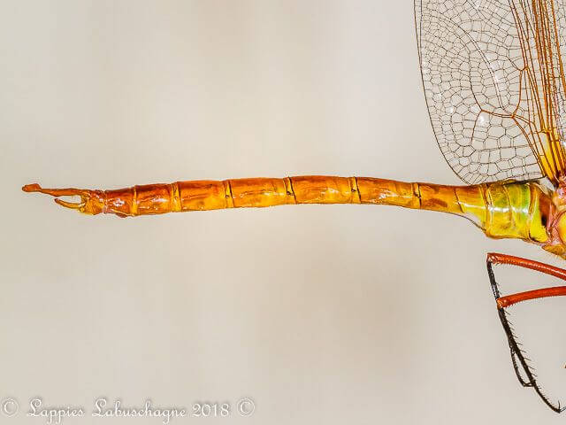 100 1844 Anax speratus Orange Emperor Male Close up MP RSA Sep 2018r 23