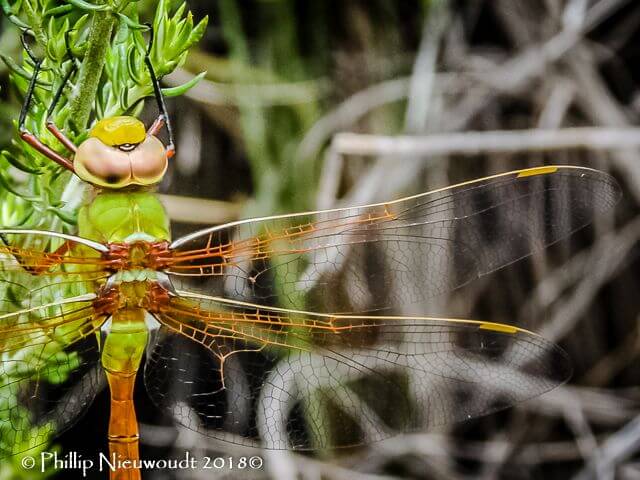 Anax speratus, Orange Emperor. Male 107 527 Orange Emperor Female Port Elizabeth EC RSA Jan 2018 2