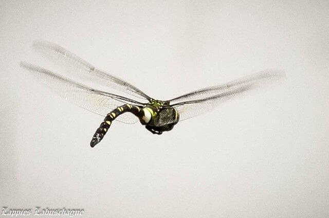 100 519 Anax tristis Black Emperor in flight 2