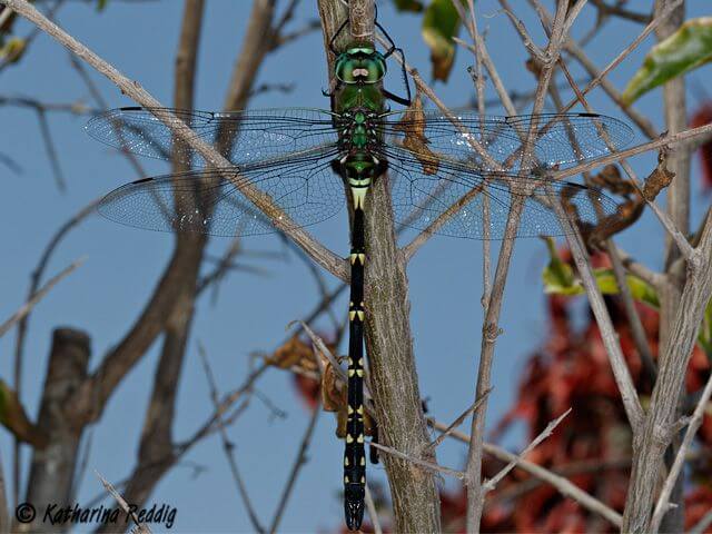 Black Emperor, Anax tristis, Male 119 046 I5A3196