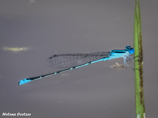 Azuragrion nigridorsum. Sailing Bluet Male 102 019 2018 03 13 hluhluw Sailing bluet Male