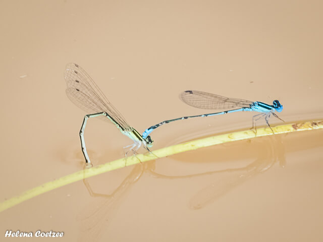 sAzuragrion nigridorsum, Sailing Bluet. Mating Pair 102 021 2018 03 13 Azuragrion nigridorsum Sailing Bluet Hluhluwe