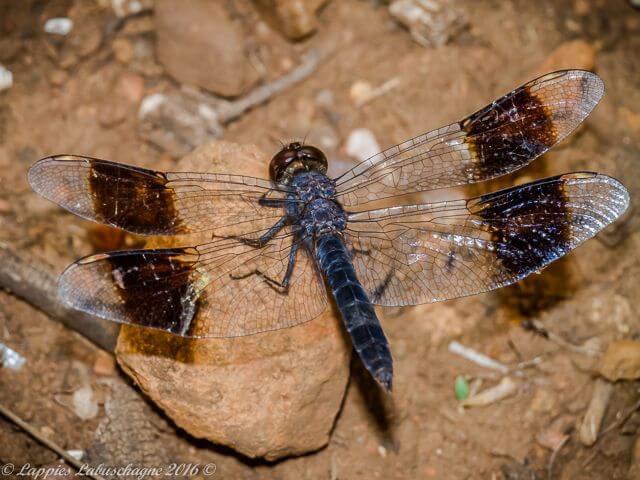 Banded-Groundling, Brachythemis leucosticta, Male 100 2004 Brachythemis leucosticta Banded Groundling Male RNR GP RSA Jan 2016r 1