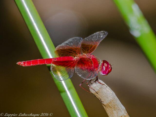 Brachythemis lacustris, Red Groundling. Male 100 1434 Brachythemis lacustris Red Groundling Male Tshipise LP Mch 2016r 2