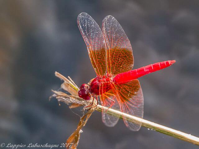 Brachythemis lacustris Red Groundling Male 100 1438 Brachythemis lacustris Red Groundling Male Vaalwater LP Apr 2017r 6