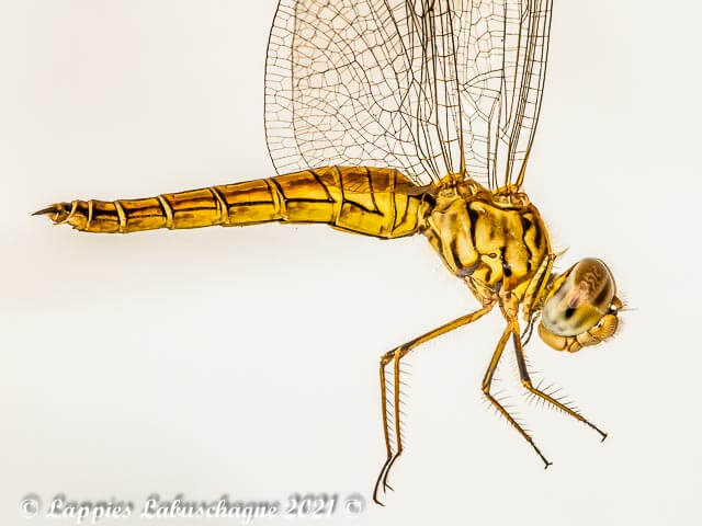 Brachythemis lacustris Red Groundling Female 100 3369 Brachythemis lacustris Red Groundling Female Close up Vaalwater LP RSA Mch 2021r2