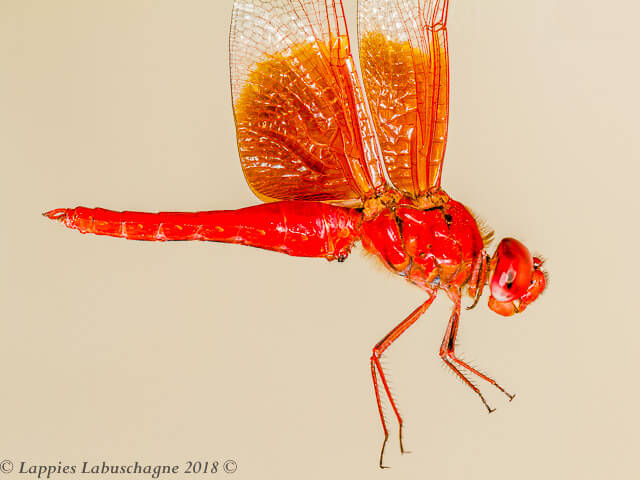 Brachythemis_lacustris_Red_Groundling Male 100 2371 Male Close up Nwanedi LP RSA Dec 2018r 4