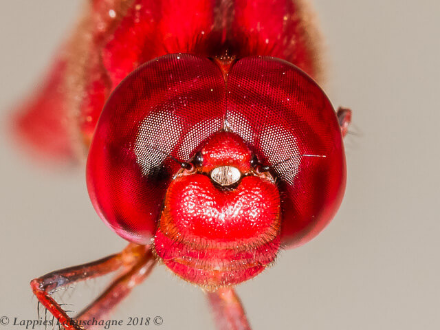 Red Groundling Brachythemis lacustris Male Face 100 2374 Brachythemis lacustris Red Groundling Male Close up Nwanedi LP RSA Dec 2018r 9