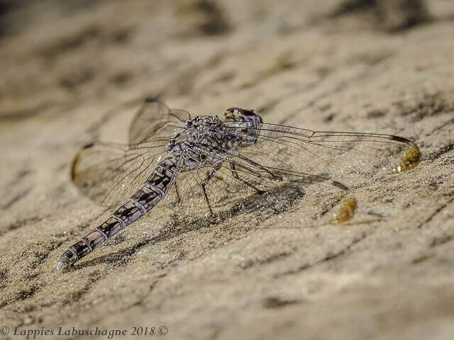 Bradinopyga cornuta Horned Rockdweller Note: Females only 100 545 Bradinopyga cornuta Horned Rockdweller Female Thipese LP RSA Dec 2018r 5