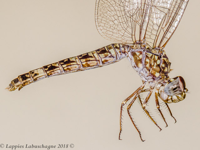 100 2625 Bradinopyga cornuta Horned Rockdweller Female Close up Alicedale LP RSA Dec 2018r 2