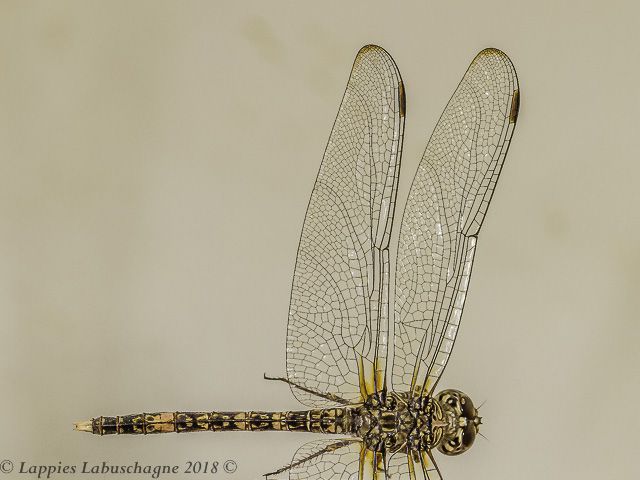 100 2326 Bradinopyga cornuta Horned Rockdweller Male Close up Alicedale LP RSA Dec 2018r 20