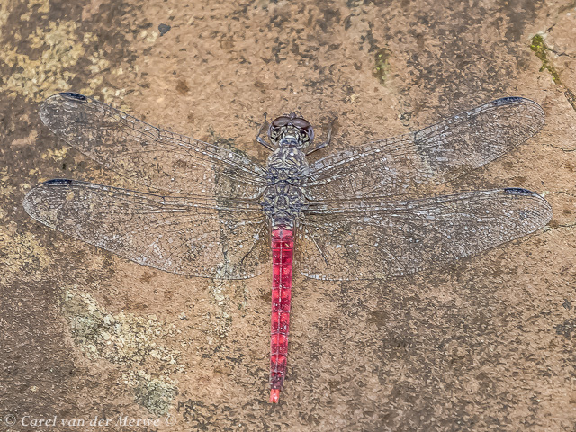 123 505 Bradinopyga strachani Red Rockdweller Male Angola 10