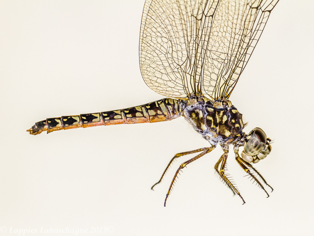 100 3196 Bradinopyga strachani Red Rockdweller Female Close up Angola LP RSA May 2019r 1