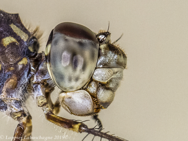 100 3201 Bradinopyga strachani Red Rockdweller Female Close up Angola LP RSA May 2019r 16