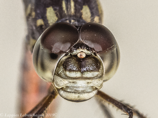 Bradinopyga strachani Red Rockdweller Female 100 3202 Bradinopyga strachani Red Rockdweller Female Close up Angola LP RSA May 2019r 17
