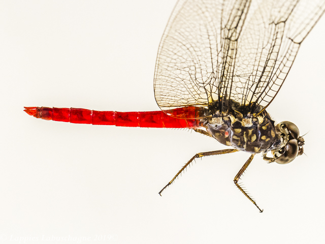 100 3187 Bradinopyga strachani Red Rockdweller Male Close up Angola LP RSA May 2019r 11